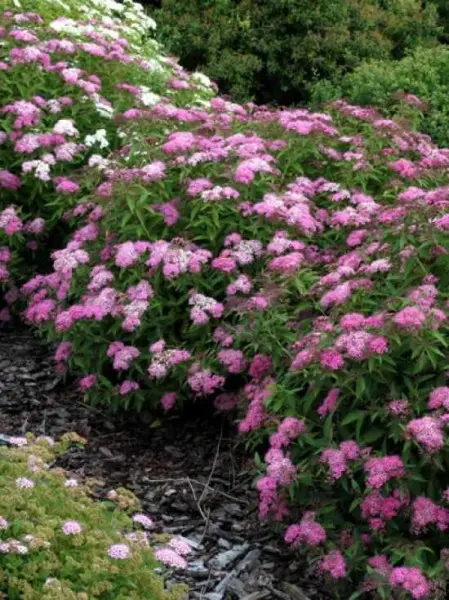 Spiraea Genpei