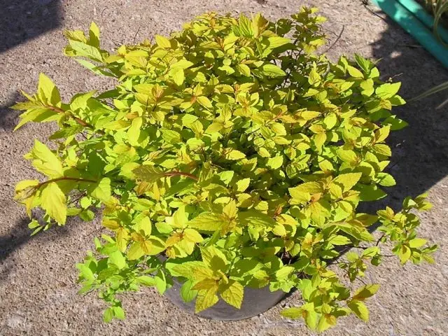 Spiraea Japanese Goldmound