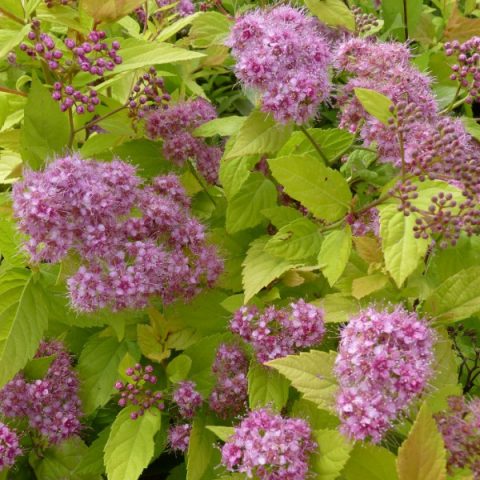 Spiraea Japanese Goldmound