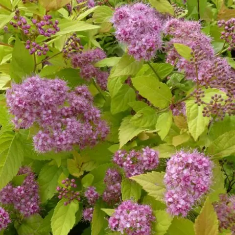 Spiraea Japanese Goldmound