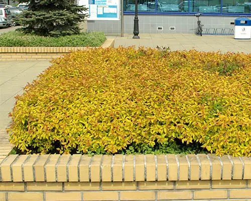 Spiraea Japanese Goldmound