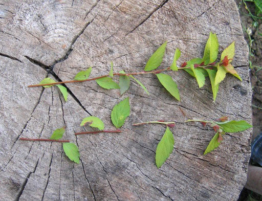 Spiraea Japanese Goldmound