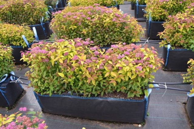 Spiraea Japanese Goldmound