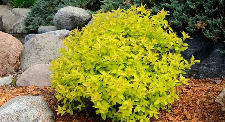 Spiraea Japanese Goldmound