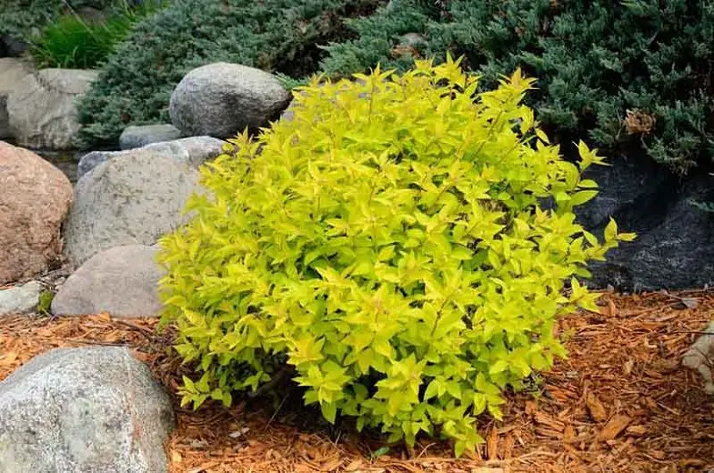 Spiraea Japanese Goldmound