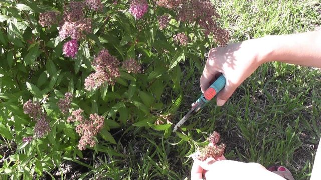 Spiraea japonica Crispa