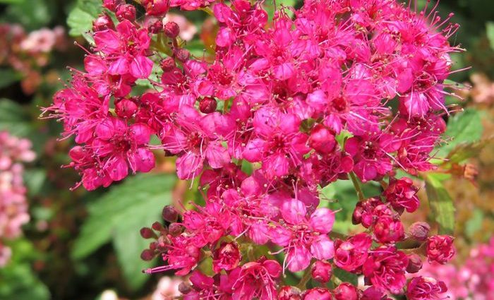 Spiraea japonica Crispa