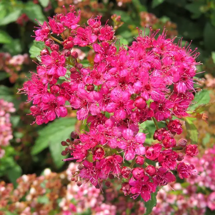 Spiraea japonica Crispa