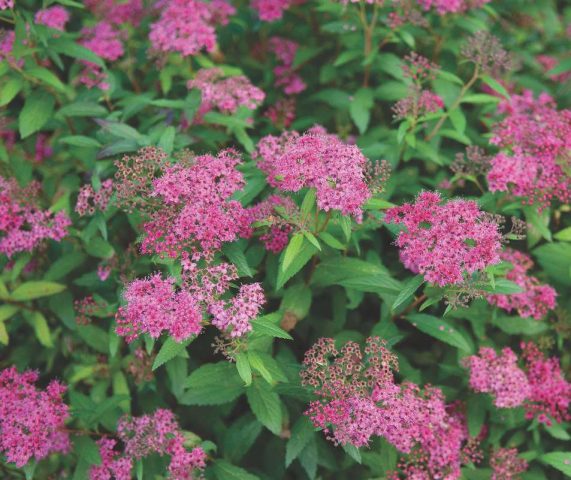 Spiraea japonica Darts Red