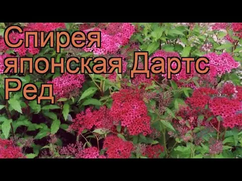 Spiraea japonica Darts Red