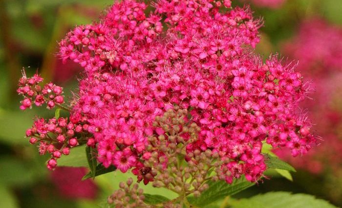 Spiraea japonica Darts Red