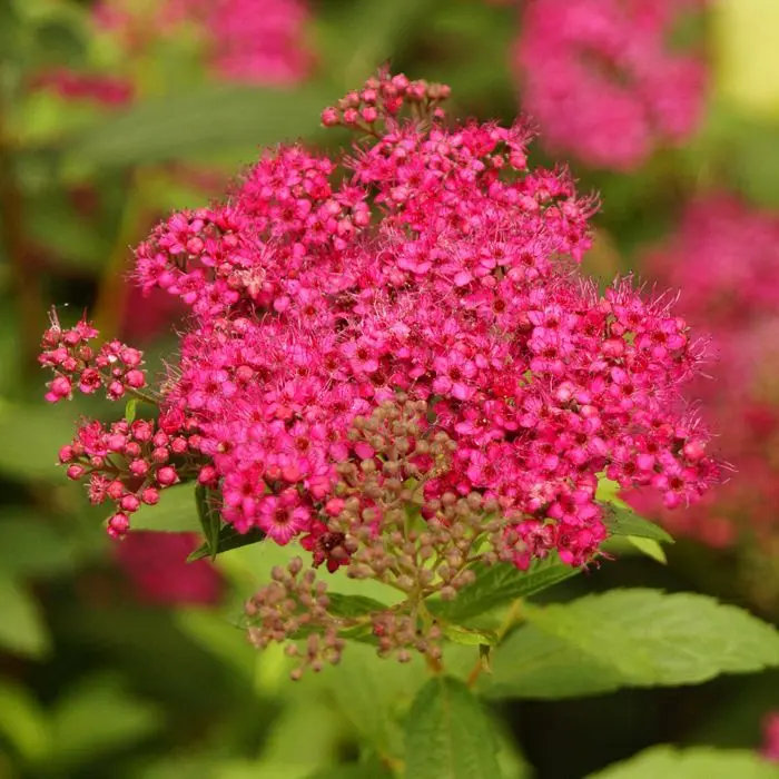 Spiraea japonica Darts Red