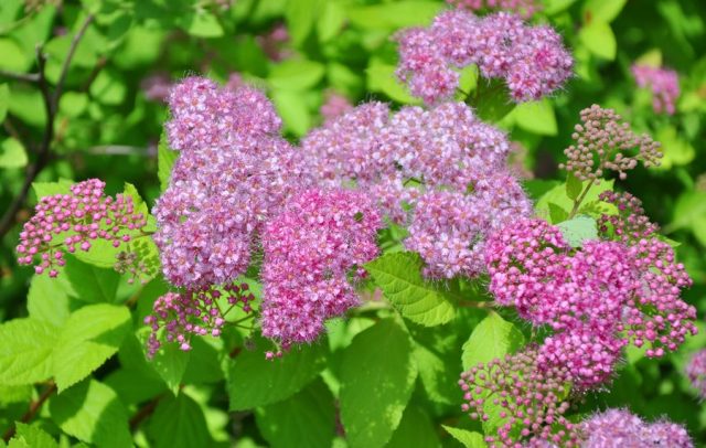 Spiraea japonica Goldflame