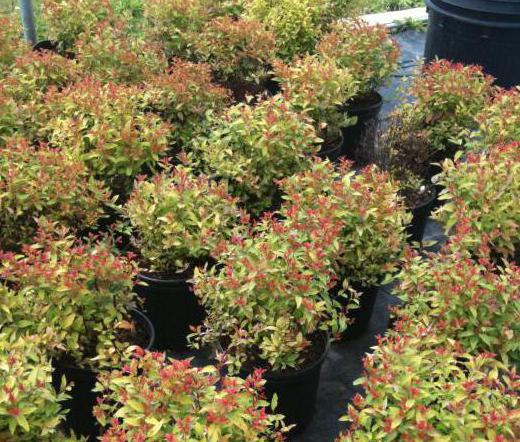 Spiraea japonica Goldflame