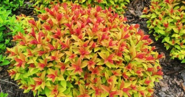 Spiraea japonica Goldflame