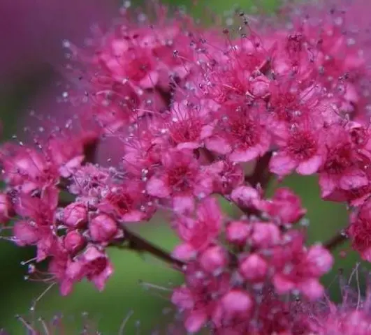 Spiraea japonica Goldflame