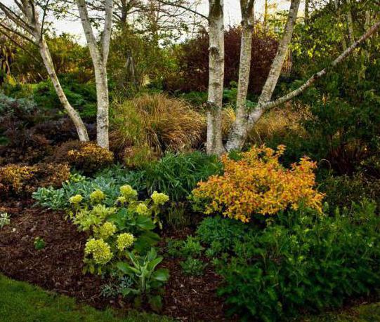 Spiraea japonica Goldflame