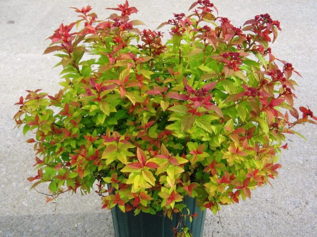 Spiraea japonica Goldflame