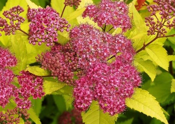 Spiraea japonica Goldflame