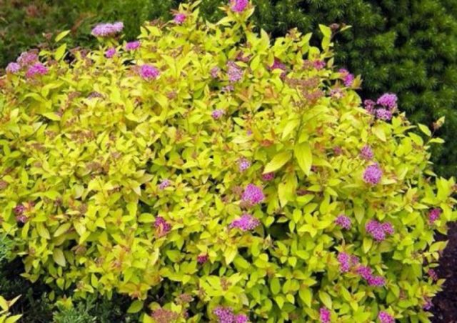 Spiraea japonica Goldflame