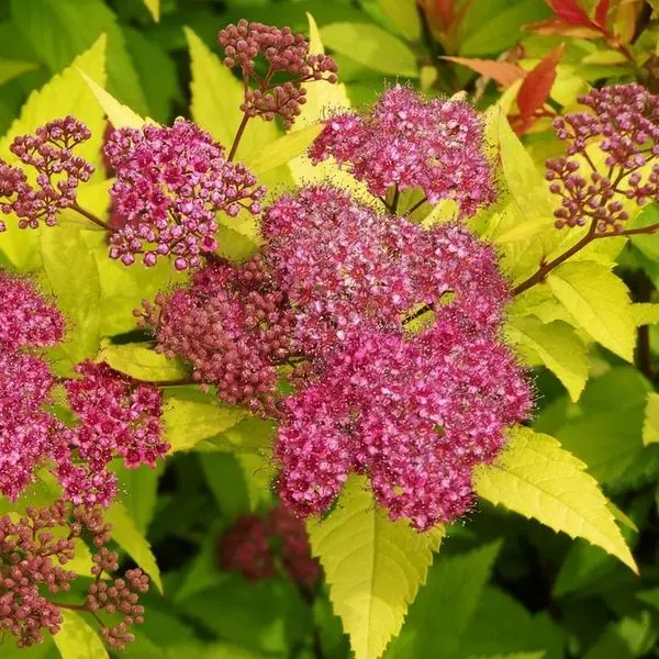 Spiraea japonica Goldflame