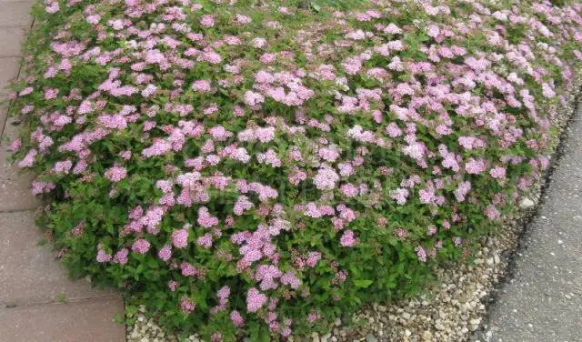 Spiraea japonica Little Princess