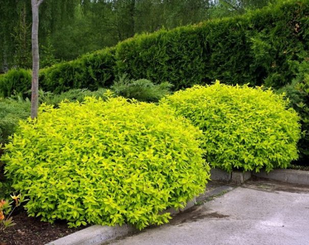 Spiraea japonica Little Princess