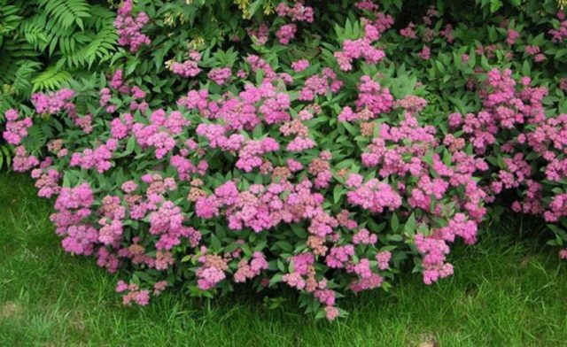 Spiraea japonica Little Princess