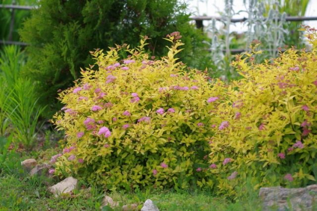 Spiraea japonica Little Princess