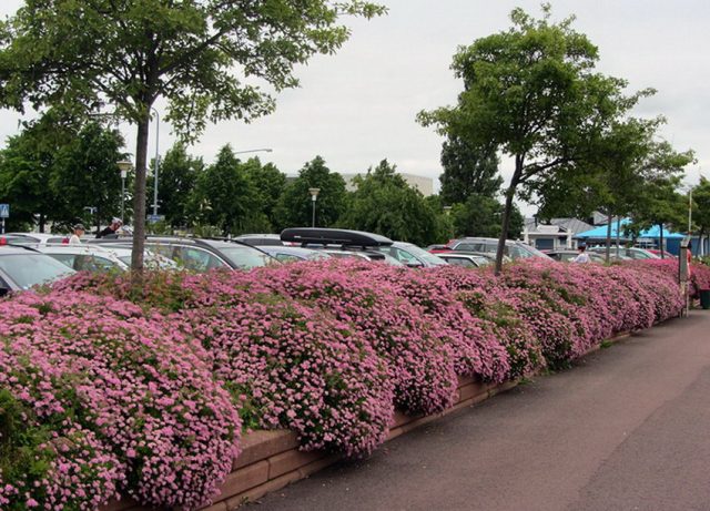 Spiraea japonica Little Princess