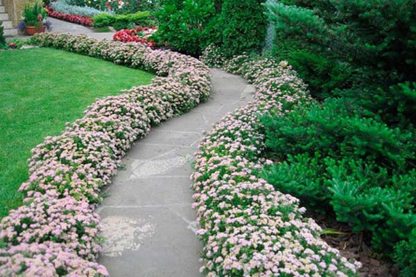 Spiraea japonica Little Princess