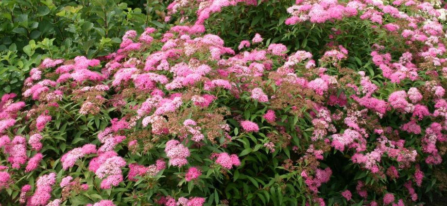 Spiraea japonica Little Princess