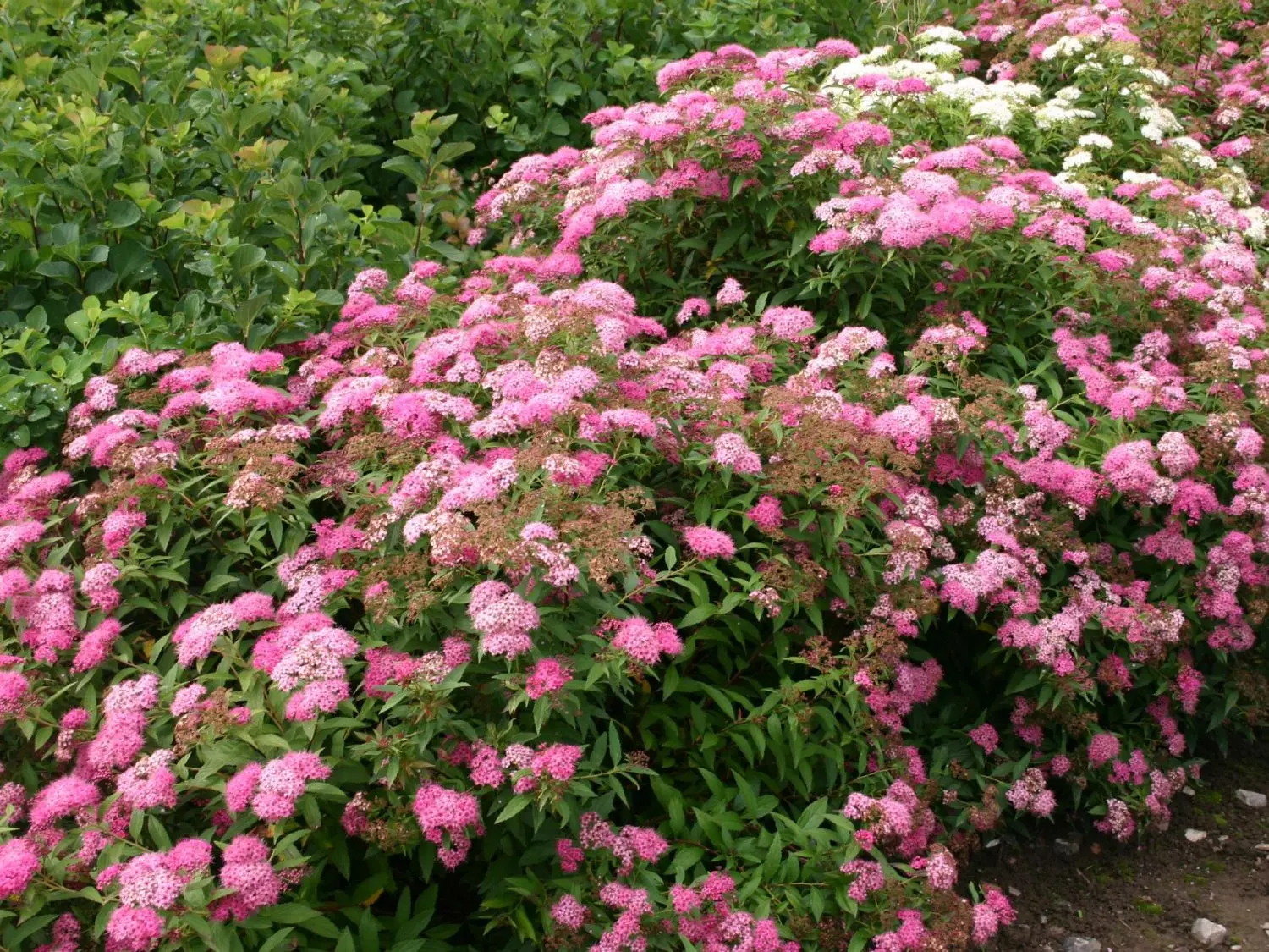 Spiraea japonica Little Princess