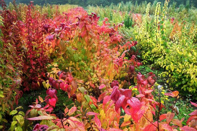 Spiraea japonica Macrophylla