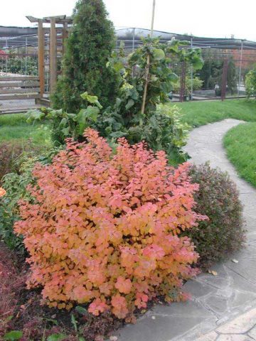 Spiraea japonica Macrophylla