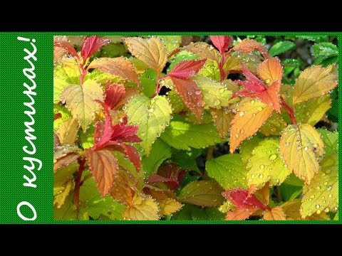 Spiraea japonica Macrophylla