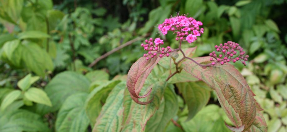 Spiraea japonica Macrophylla