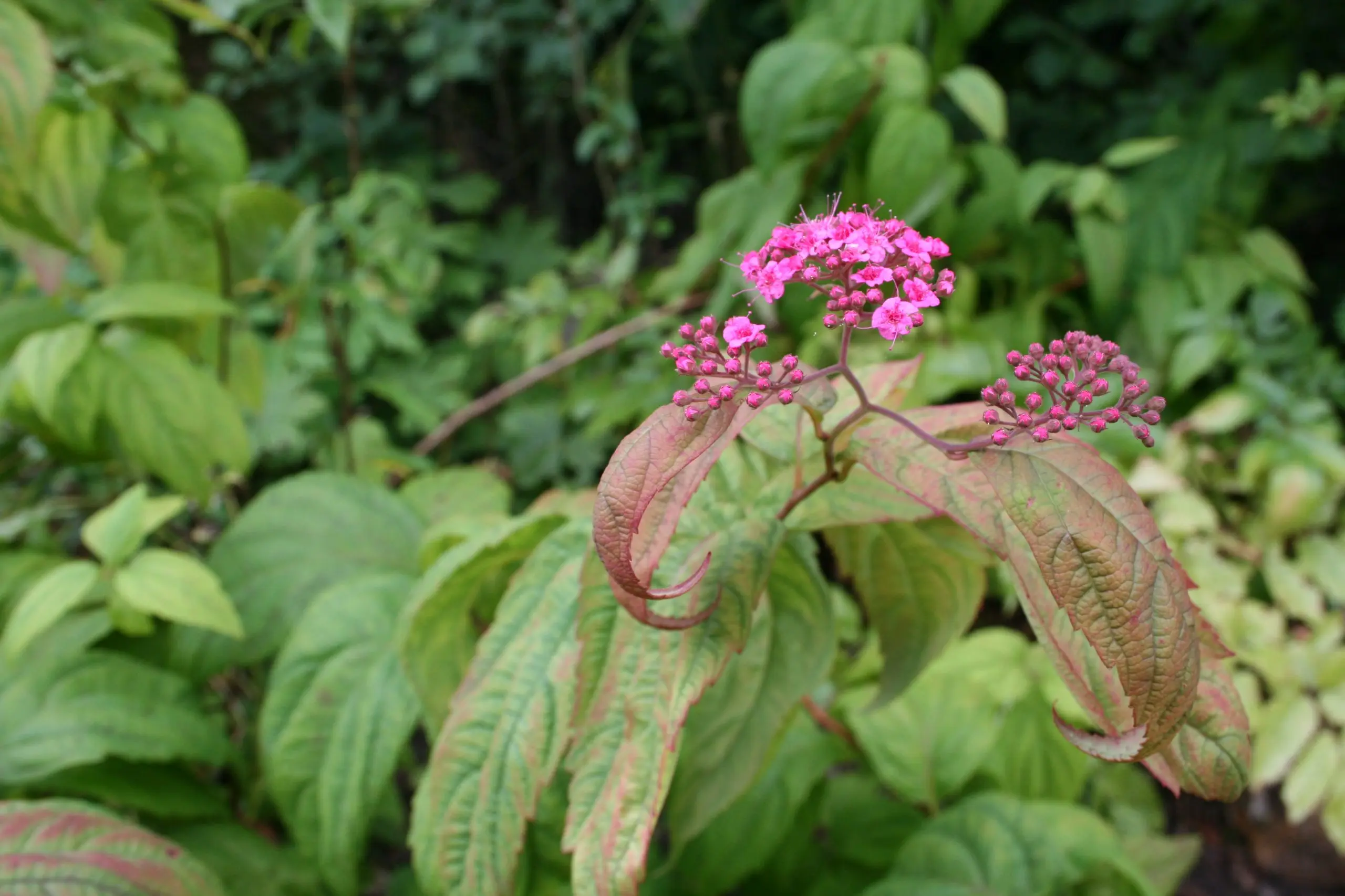 Spiraea japonica Macrophylla