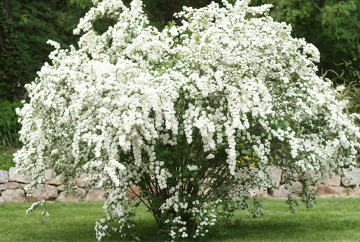 Spiraea White Bride: photo and description