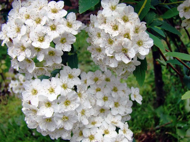 Spiraea White Bride: photo and description