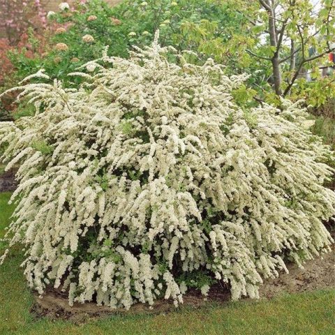 Spiraea White Bride: photo and description