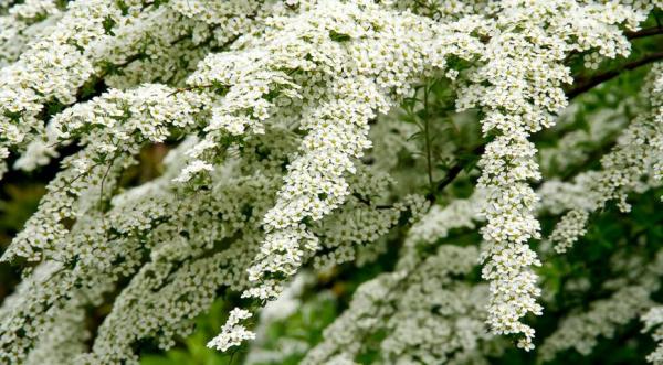 Spiraea White Bride: photo and description