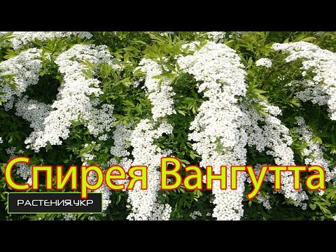 Spiraea White Bride: photo and description