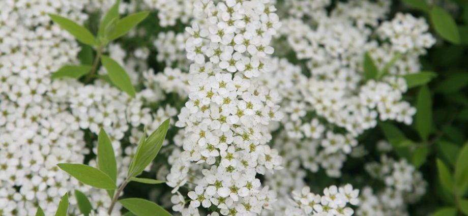 Spiraea White Bride: photo and description