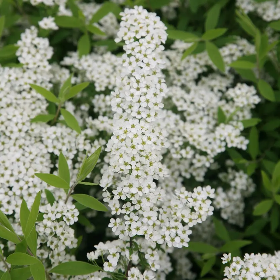 Spiraea White Bride: photo and description