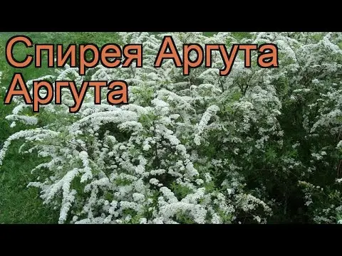 Spirea Argut: description with photo