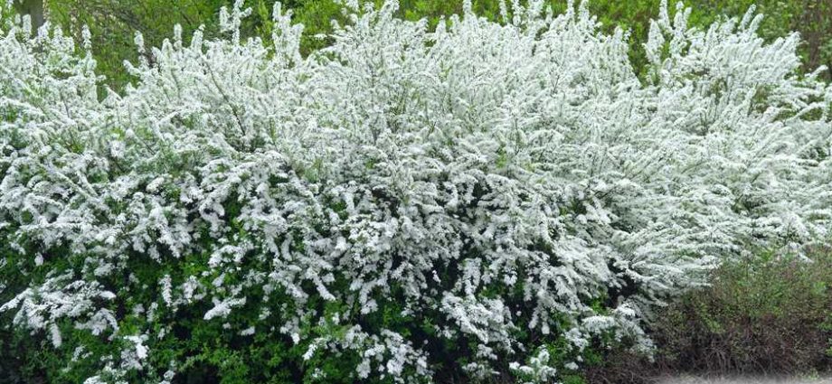 Spirea Argut: description with photo