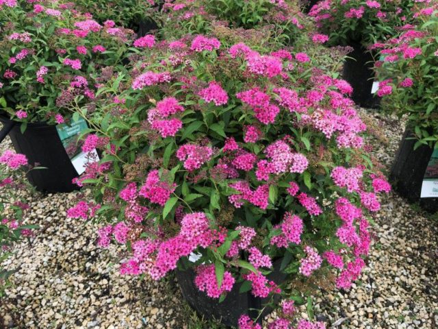 Spirea Bumalda: photo and characteristics