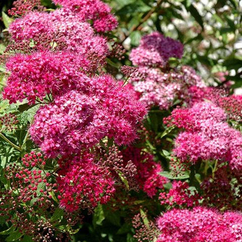 Spirea Bumalda: photo and characteristics