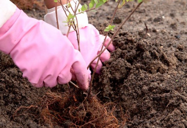 Spirea Bumalda: photo and characteristics